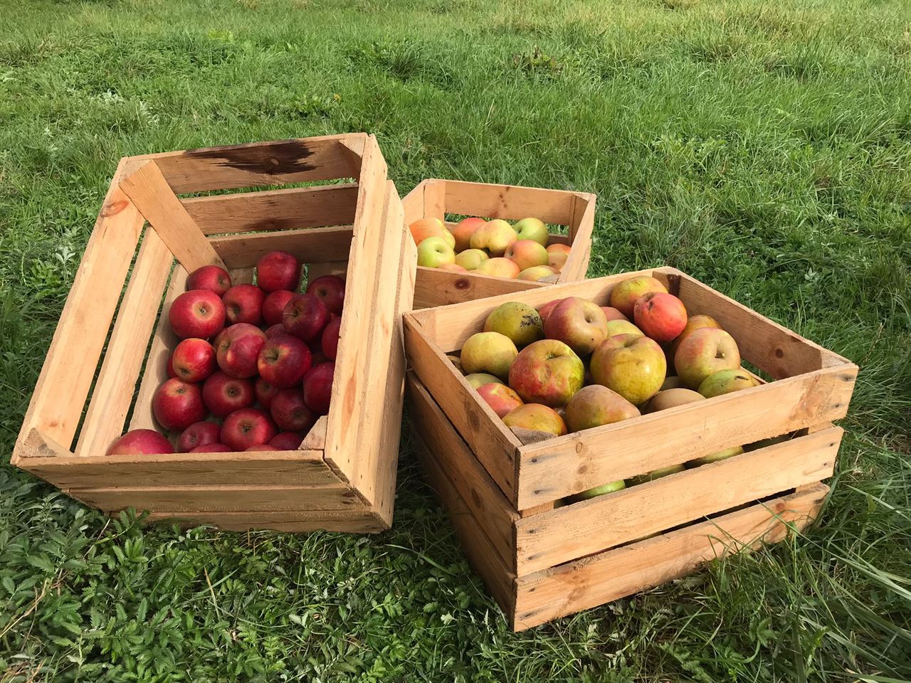 Kisten 30-40-50 gebruikt voor appels.