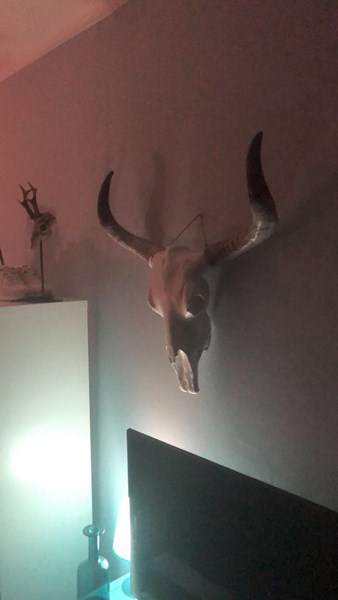 Buffel skull standaard met zwarte hoorns