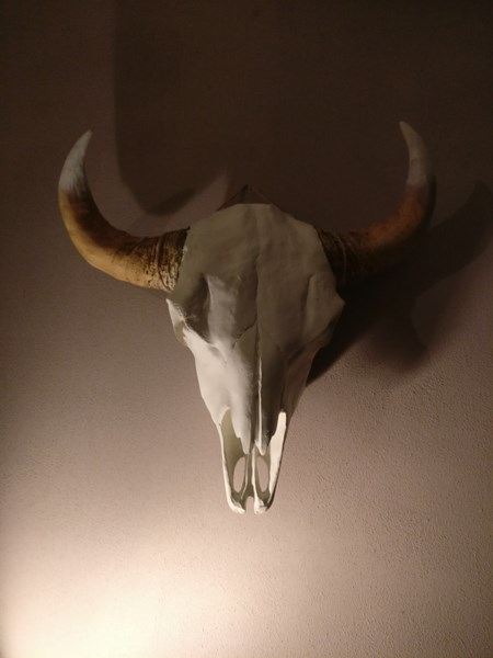 Buffel met witte hoorns.