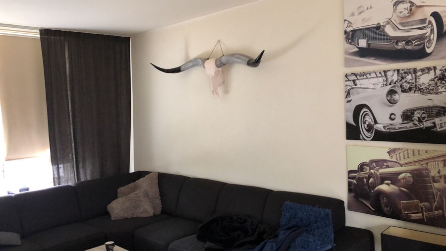 Longhorn 1m70 met zwarte hoorns.