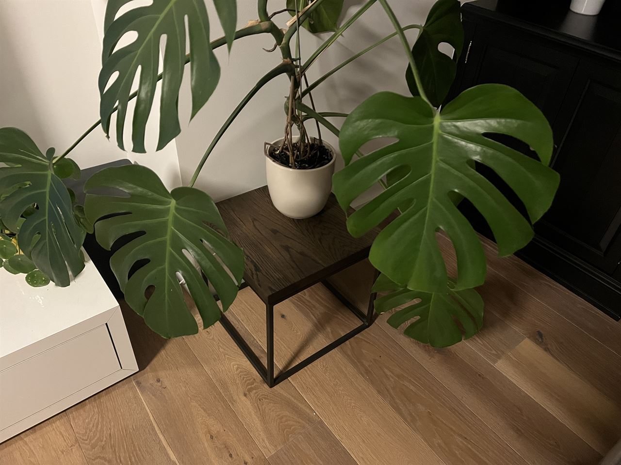 Tafeltjes van Woodsteel